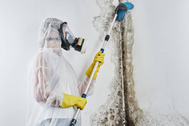 Best Residential Mold Removal  in Crest Hl, IL
