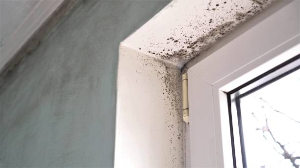 Best Certified Mold Removal  in Crest Hl, IL