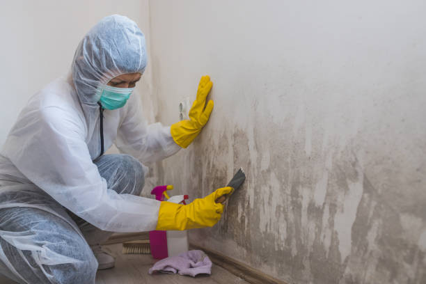 Best Mold Removal Near Me  in Crest Hl, IL