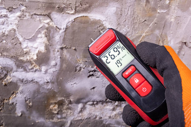 Best Attic Mold Removal  in Crest Hl, IL