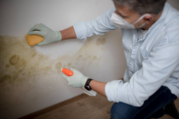 Best Best Mold Removal Companies  in Crest Hl, IL