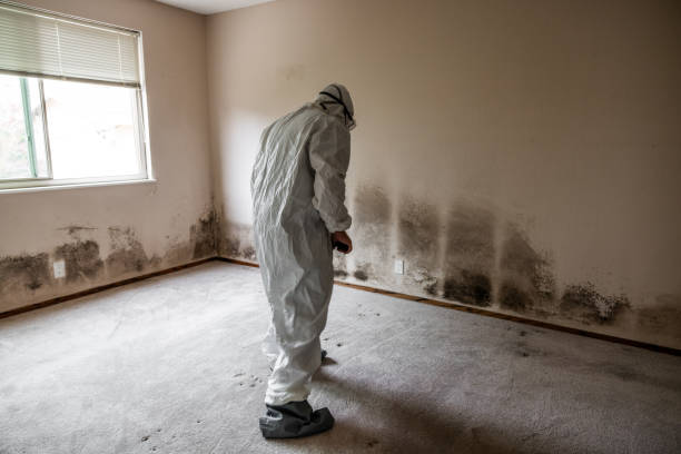 Reliable Crest Hill, IL Mold Removal Solutions