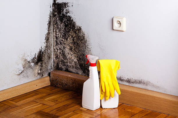 Best Mold Cleaning Services  in Crest Hl, IL