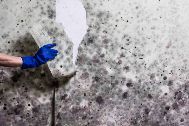 Best Mold Damage Repair  in Crest Hl, IL