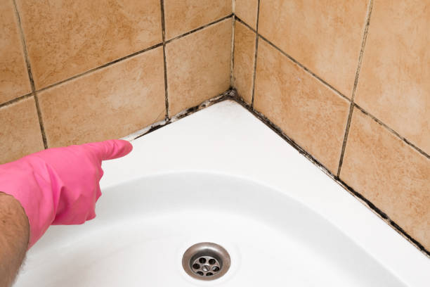 Best Toxic Mold Removal  in Crest Hl, IL